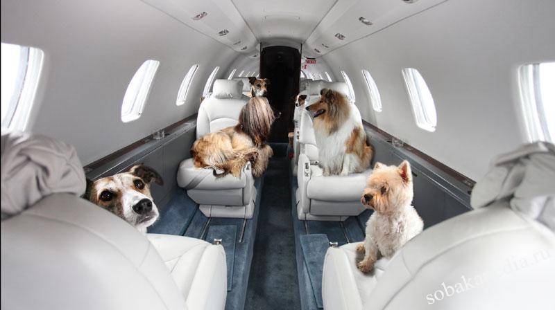Правила перевозки домашних животных у авиакомпании «победа»