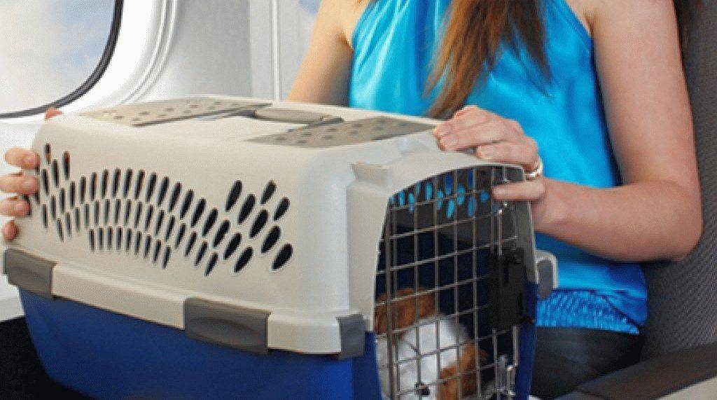 Правила перевозки животных в самолете «аэрофлот»