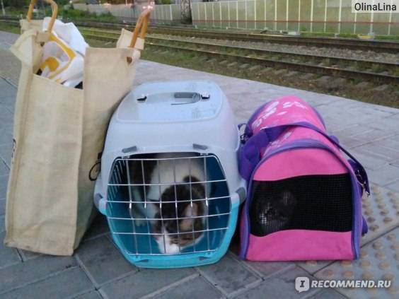 Требования к переноскам для собаки для перевозки в самолете: виды контейнеров