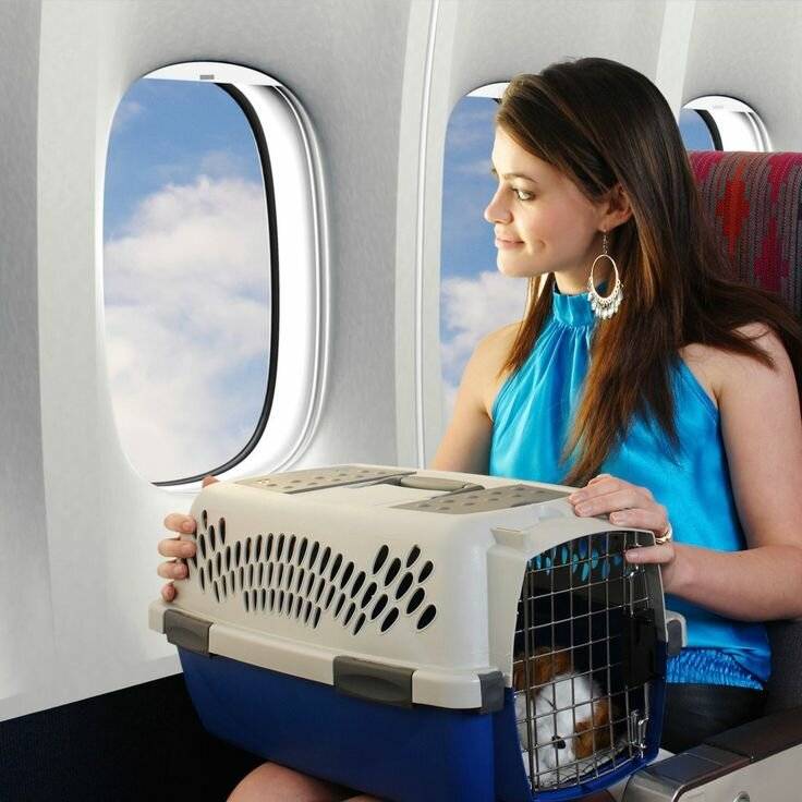 Правила провоза животных в самолете