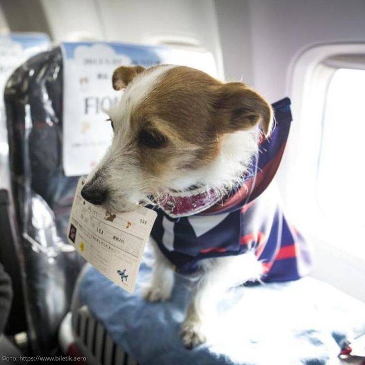 Правила перевозки животных самолетом авиакомпании победа