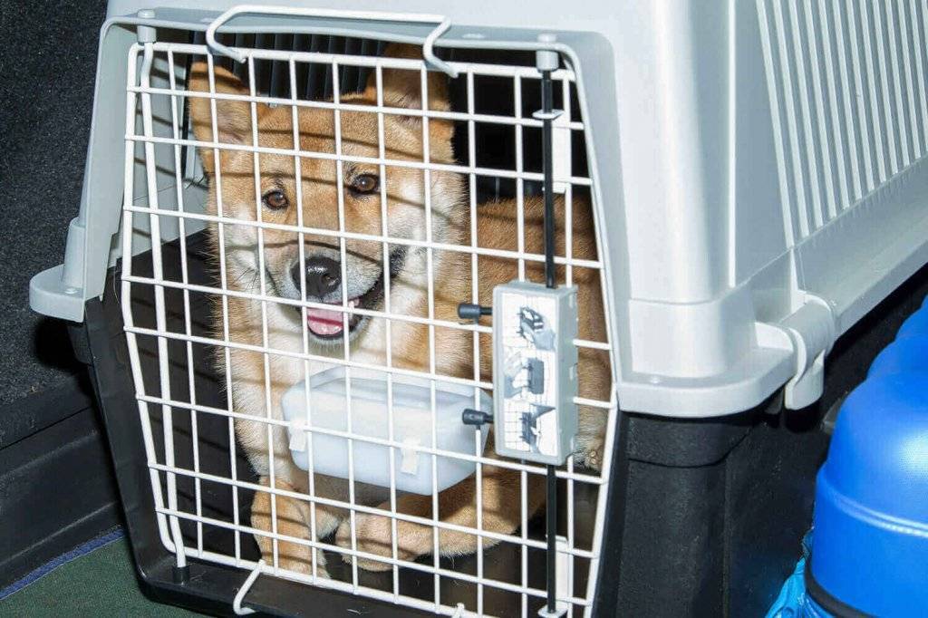 Перевозка собак в самолете