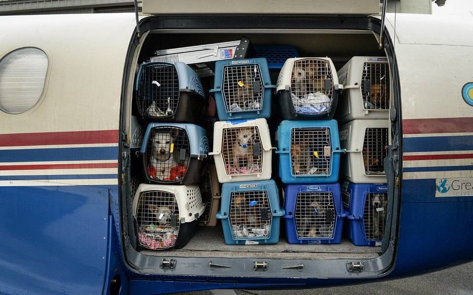 Перевозка кота в самолете: требования, документы, стоимость