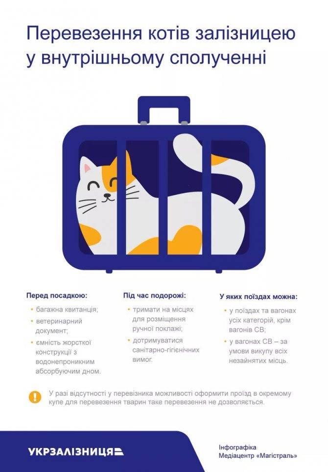 Правила перевозки кошек:: как перевезти кошку самолетом, поездом и на машине