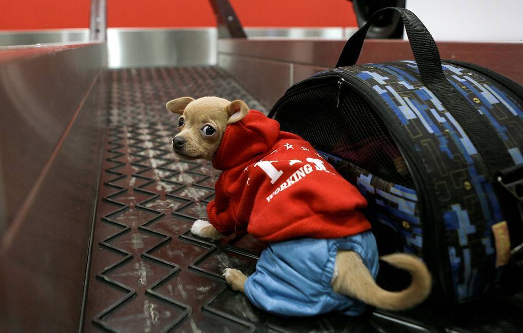 Как перевезти собаку в самолете: по россии и за границу