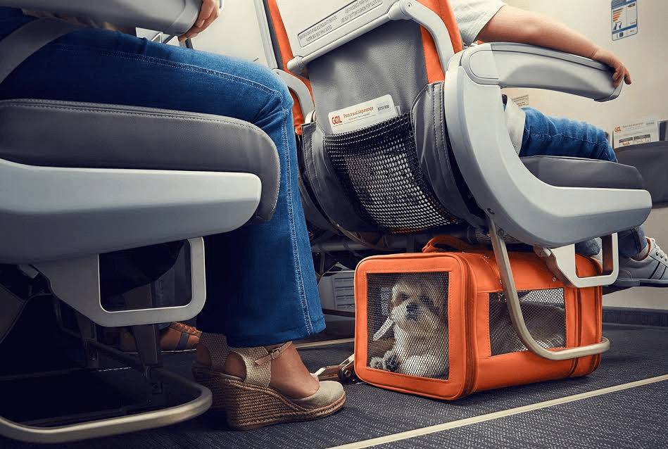 Как перевезти кошку в самолете: документы, переноска, условия, стоимость, как подготовить питомца