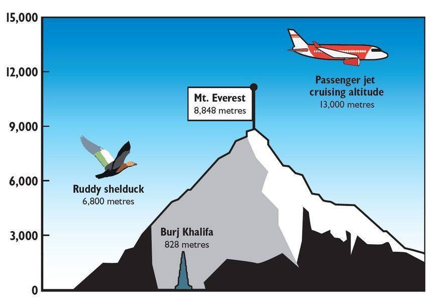 Скорость полета пассажирского самолета: при посадке, взлете и в полете