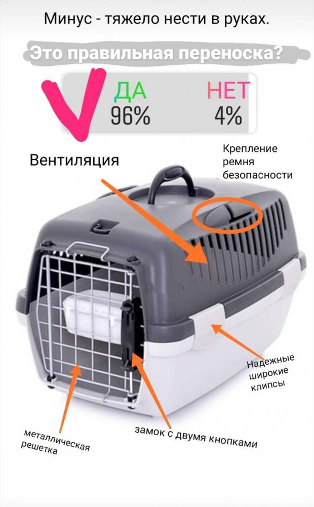 Животные в самолете: перевозка в салоне и багаже, правила 2021 по россии и за границу