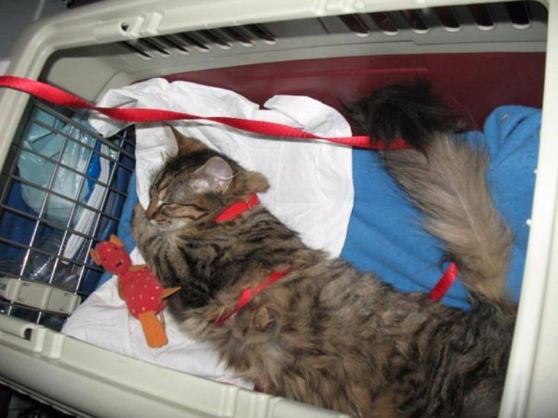 Как перевезти кошку в самолете, на поезде и автомобилем: правила и советы