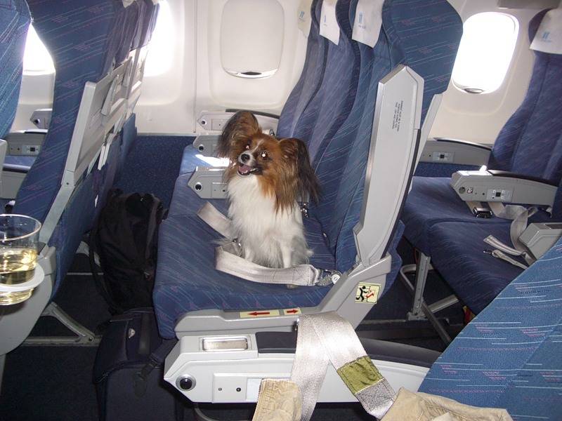 Как перевезти кошку в самолете по россии и за границу
