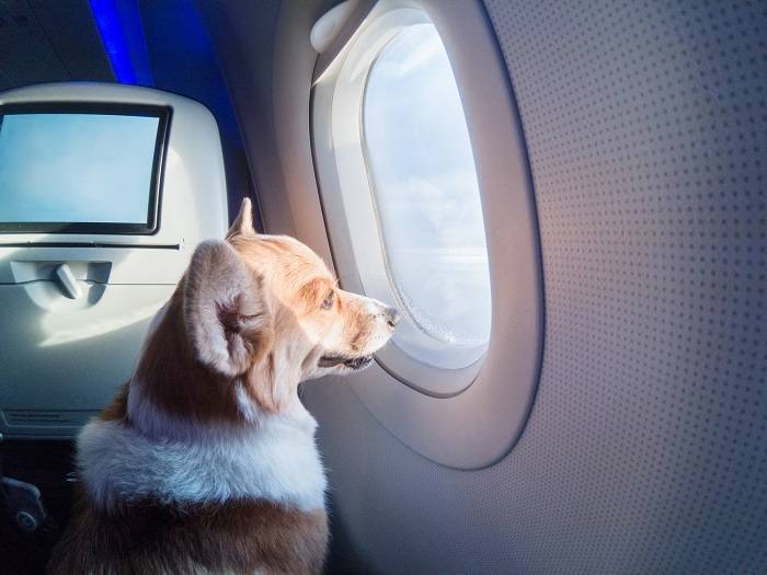 Перевозка животных в самолете