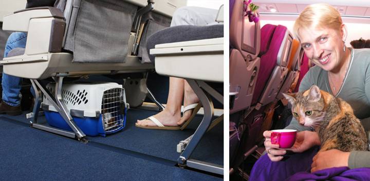 Как взять животное в самолет: шесть жизненно важных правил перелетов для собак и кошек