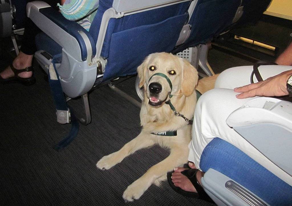 Как взять животное в самолет: шесть жизненно важных правил перелетов для собак и кошек - новости - 66.ru