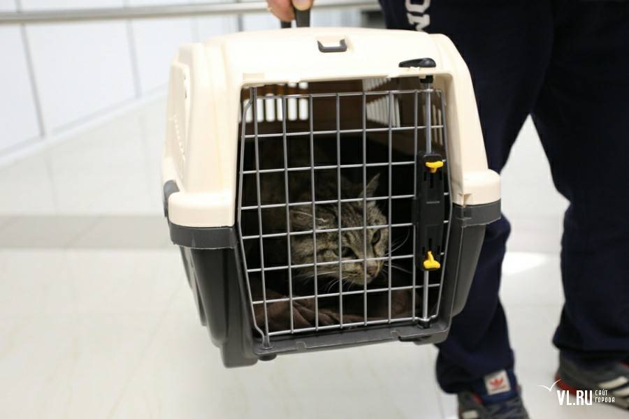 Как взять животное в самолет: шесть жизненно важных правил перелетов для собак и кошек - новости - 66.ru