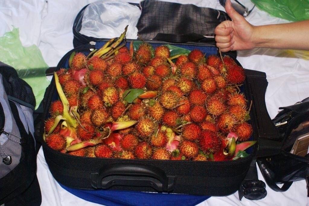 Можно ли провозить фрукты в ручной клади в самолете