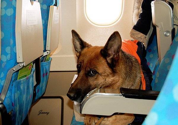Перевозка собак в самолетах аэрофлота — все особенности