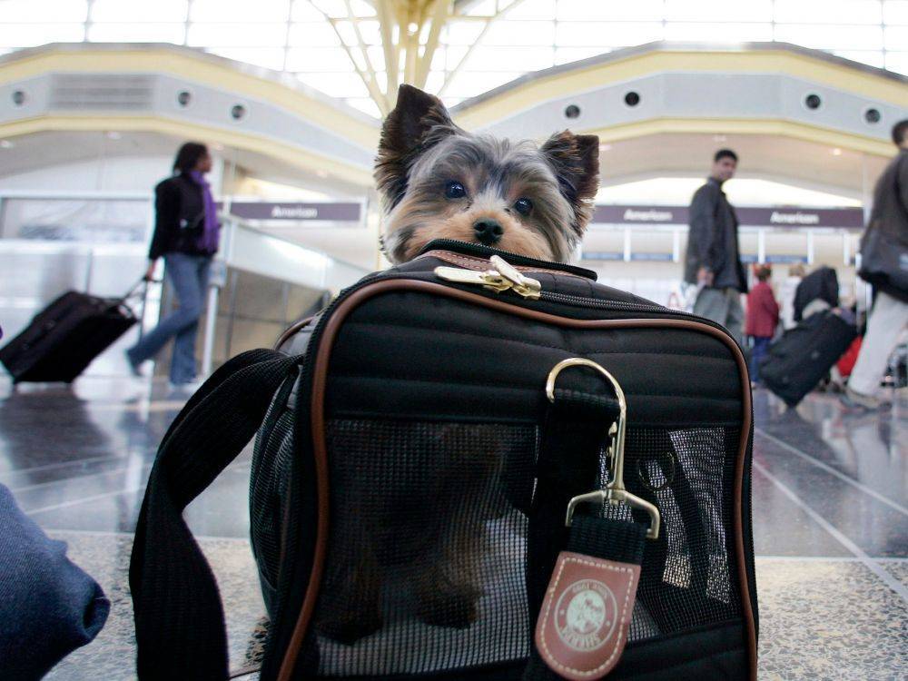 Перевозка собак в аэрофлоте — все особенности - aviacompany.com