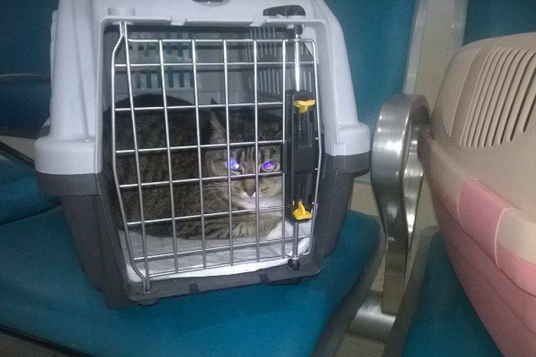 Как перевозить кошку в самолете: правила перевозки по россии и миру, сколько стоит билет, как подготовить животное