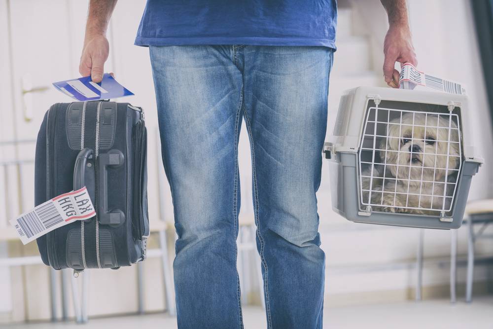 Правила перевозки животных в салоне «ЮТэйр» и багажном отделении самолета