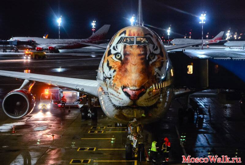 Что такое «тигролет» (авиакомпания россия) и зачем ему такая раскраска