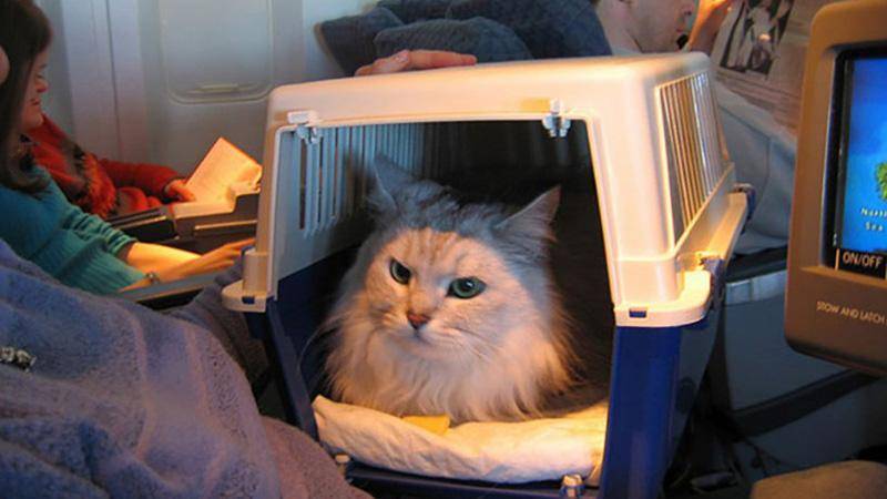 Перевозка кошки в самолете — основные правила