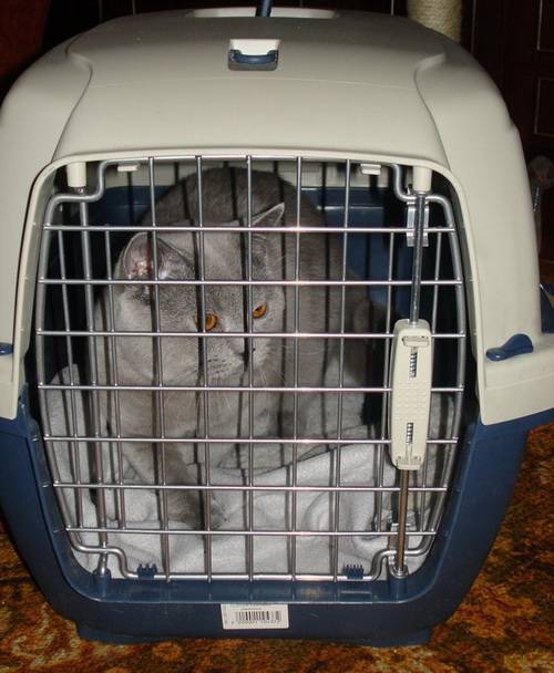 Правила перевозки кошек в самолете по россии