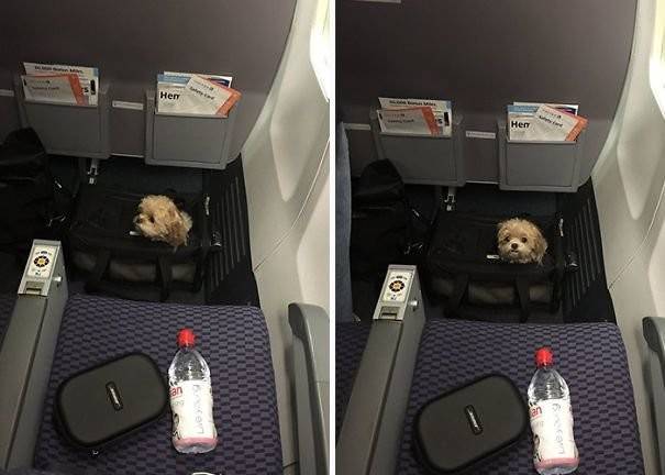 Как перевозить собаку в самолете - правила и запреты