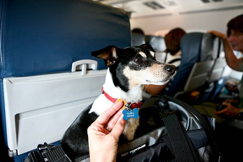 Перевозка собак в самолете по россии, туристу на заметку