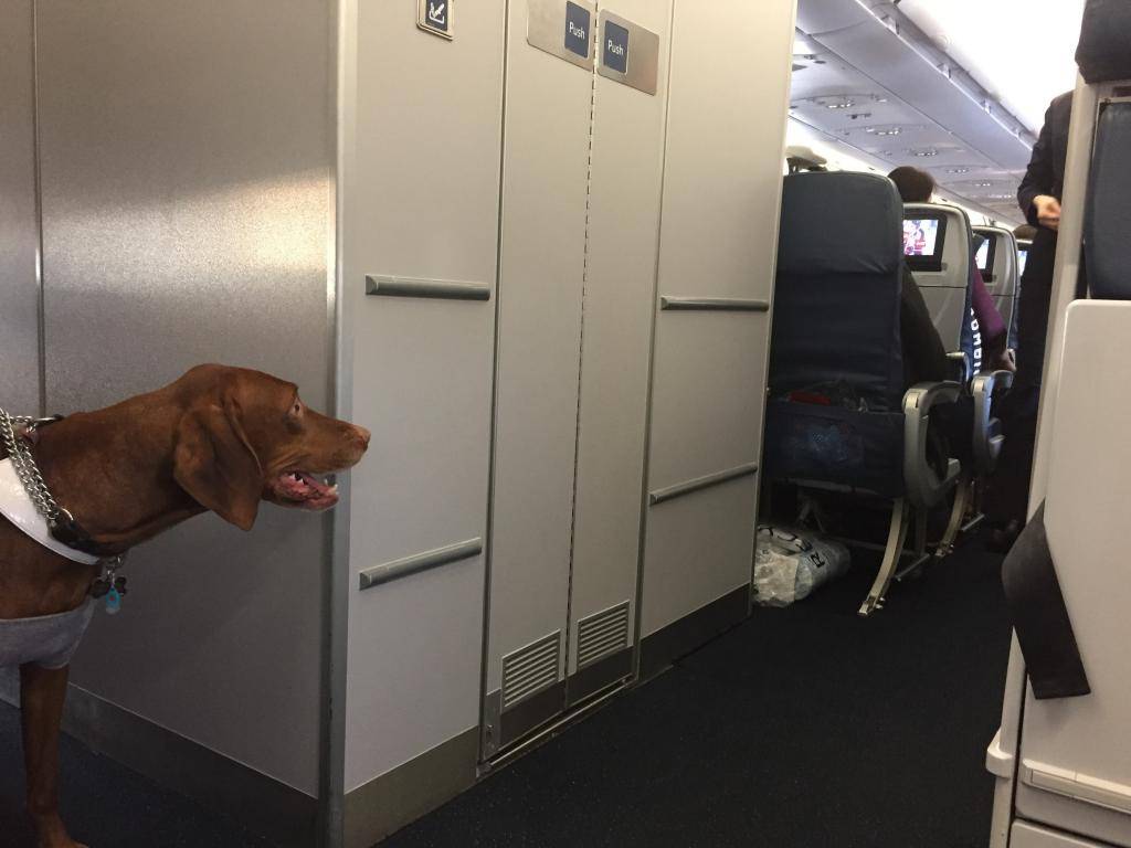 Как перевозить кошку в самолете