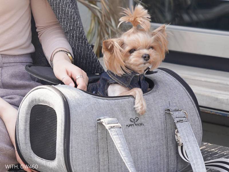 Перевозка собак в самолете: как выбрать переноску, правила провоза за границу, необходимые документы
