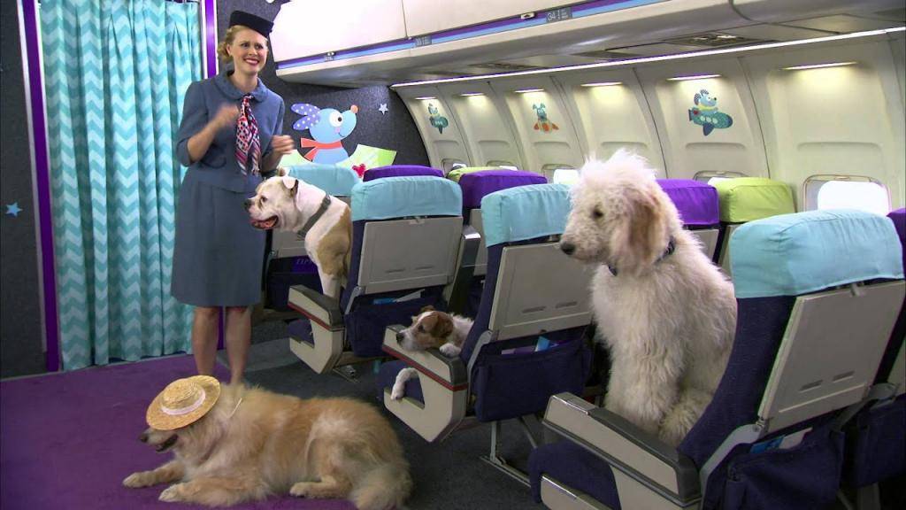 Животные в самолете: правила и особенности перевозки