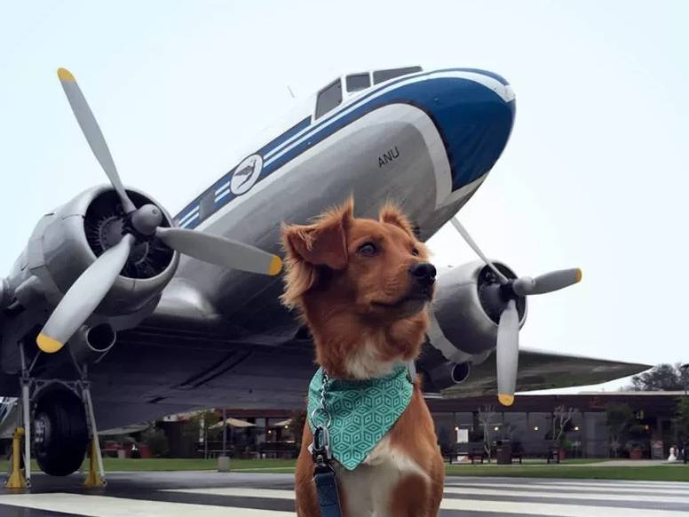 Правила перевозки в самолете собак по россии и за границу: как перевозить питомца, можно ли отправить его одного?