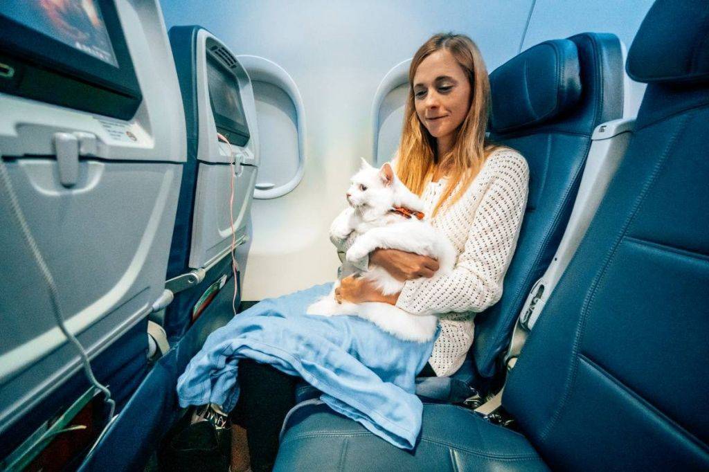 Правила перевозки животных в самолете