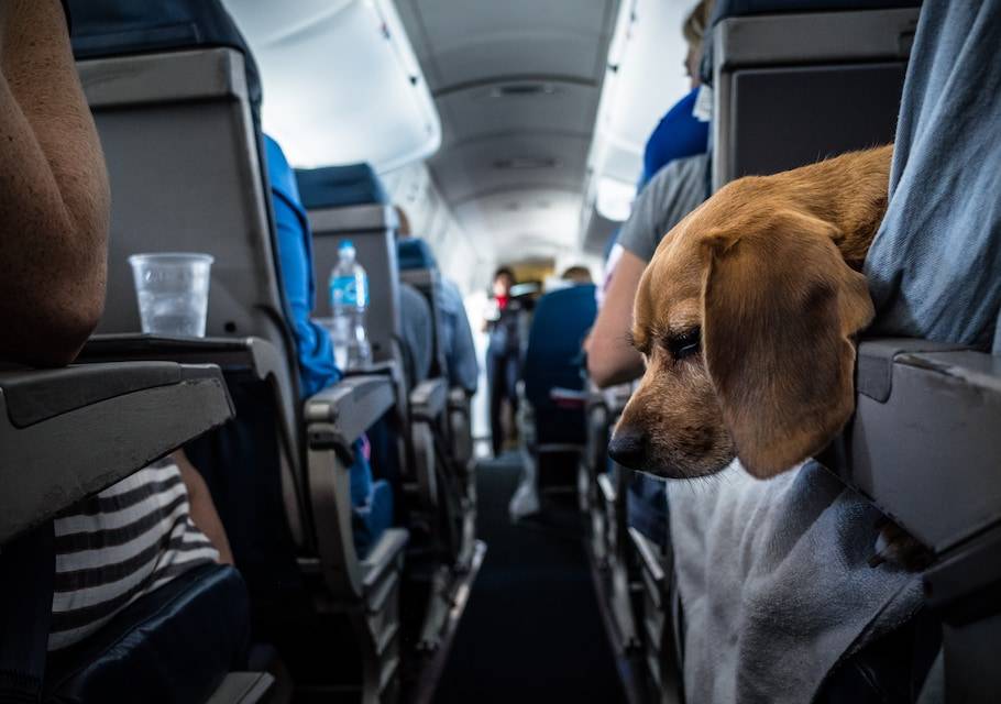 Как проходит провоз животных в самолете? правила перевозки 2021