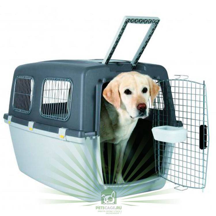 Правила перевозки собак в самолете: документы, требования