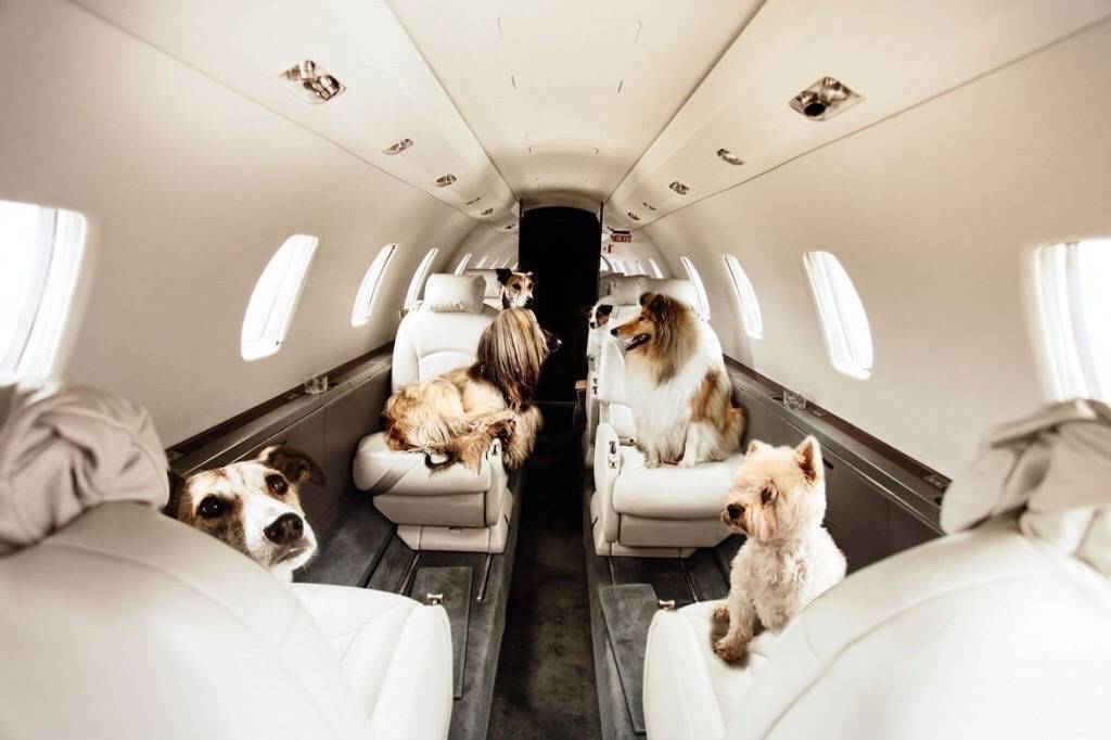 Как перевозят животных в самолете 2020: правила, стоимость, справка | авиакомпании и авиалинии россии и мира