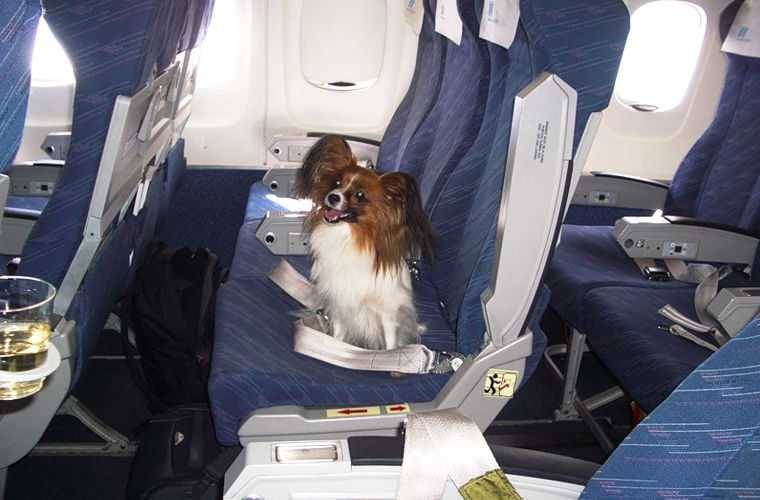 Перевозка животных в самолете: правила перевозки собак и кошек за границу, стоимость провоза и требования к размерам контейнера