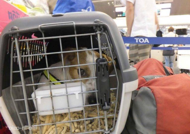 Перевозка собак в самолете по России