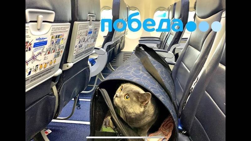 Перевозка животных в самолете азимут по россии