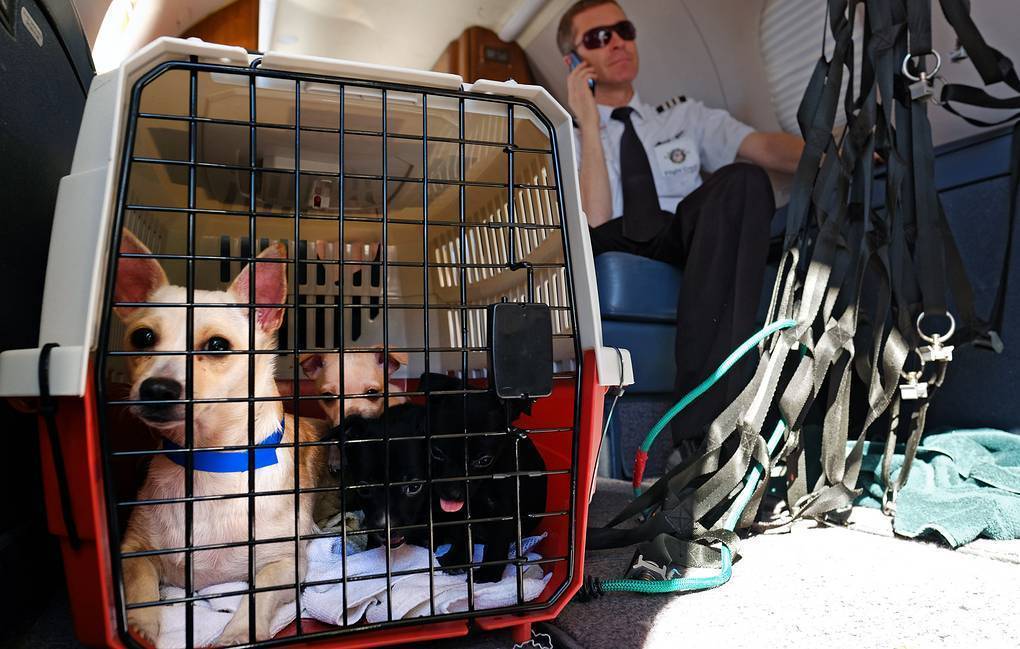Как проходит провоз животных в самолете? правила перевозки 2021
