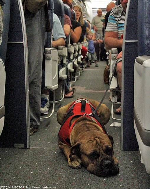 Правила перевозки животных авиакомпанией победа в салоне самолета
