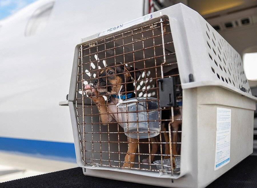 Как перевести домашних животных в самолете по россии: изучаем правила