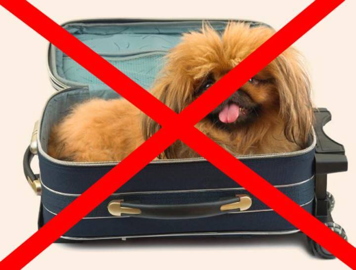 Перевозка животных в самолете: правила перевозки собак и кошек за границу, стоимость провоза и требования к размерам контейнера ⋆ іа "єуработа"