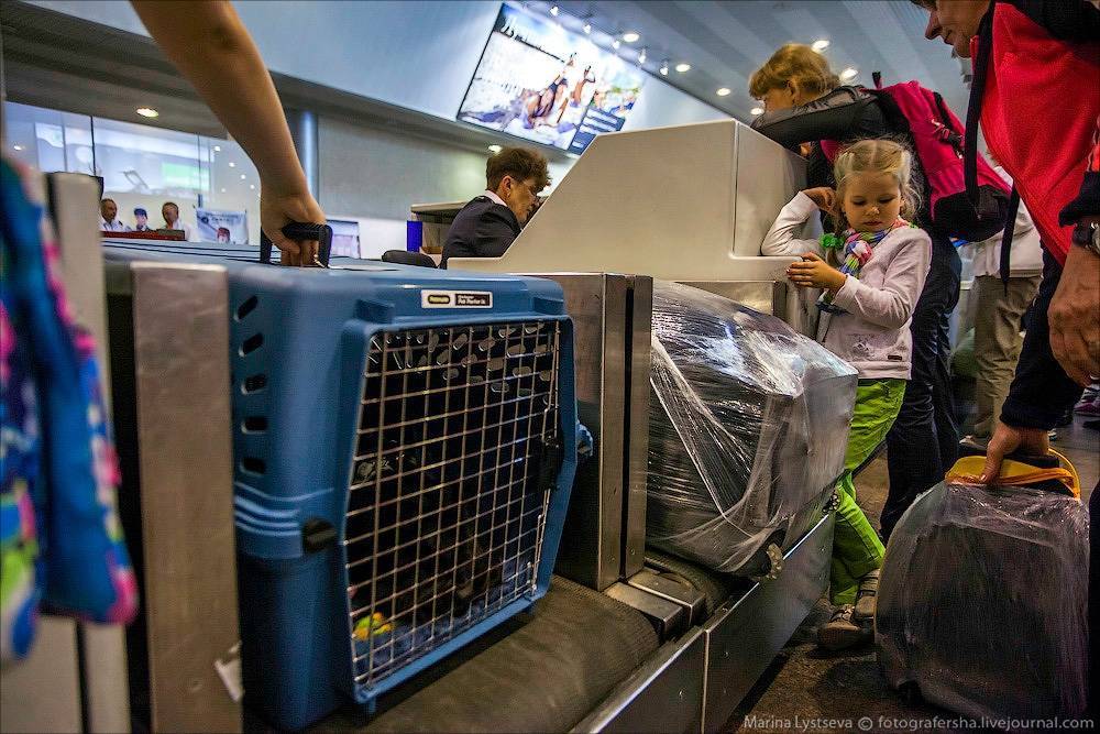 Правила перевозки собак в самолете по россии и за границу